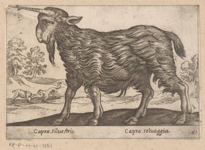 Ged med ét horn Capra Silvestris/ Capra Selvaggia (titel på objekt) Dieren en fablewezens (serietitel) Ny samling af verdens mest nysgerrige dyr (serietitel) af Antonio Tempesta