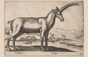gedagtig Colopus/ Colopo (titel på objekt) Dieren en fablewezens (serietitel) Ny samling af verdens mest nysgerrige dyr (serietitel) af Antonio Tempesta