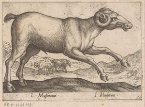 gedagtig L Mussimonae/ I Musimone (titel på objekt) Dieren en fablewezens (serietitel) Ny samling af verdens mest nysgerrige dyr (serietitel) af Antonio Tempesta