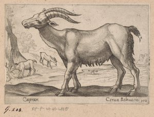 Ædelstene Caprax/ Cerua Belzuaria (titel på objekt) Dieren en fablewezens (serietitel) Ny samling af verdens mest nysgerrige dyr (serietitel) af Antonio Tempesta