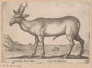 Hert Capreulus Marinus/ Capriolo Marino (titel på objektet) Dieren en fablewezens (serietitel) Ny samling af verdens mest nysgerrige dyr (serietitel) af Antonio Tempesta