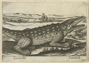 Krokodille Coccodrillus/ Krokodille (titel på objekt) Dieren en fablewezens (serietitel) Ny samling af verdens mest nysgerrige dyr (serietitel) af Antonio Tempesta