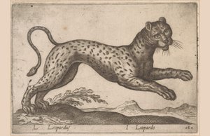 Leopard L Leopardus/ I Leopardo (titel på objekt) Dieren en fablewezens (serietitel) Ny samling af verdens mest nysgerrige dyr (serietitel) af Antonio Tempesta
