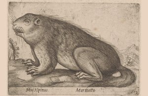 Han mumler Alpine Mouse / Marmotta (titel på objekt) Dieren en fablewezens (serietitel) Nova raccolta de li animali piu curiosi del mondo (serietitel) af Antonio Tempesta