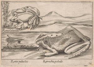 Moeras Kikkers Marsh Frog / Marsh Frog (titel på objekt) Dieren en fabelwezens (serietitel) Nova samling af de mest nysgerrige dyr i verden (serietitel) af Antonio Tempesta