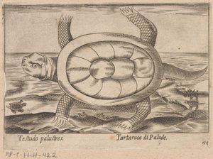 Moerasschildpad Testudo palustres/ Tartaruca di Palude (titel på objekt) Dieren en fablewezens (serietitel) Nova raccolta de li animali piu curiosi del mondo (serietitel) af Antonio Tempesta