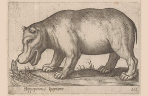Flodhest Hippopotamus/Ippopotamo (titel på objekt) Dyr og mytiske væsner (serietitel) Nova raccolta de li animali piu curiosi del mondo (serietitel) af Antonio Tempesta