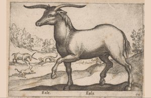 Hest med horn Eale/Eale (titel på objekt) Dyr og mytiske væsner (serietitel) Nova raccolta de li animali piu curiosi del mondo (serietitel) af Antonio Tempesta