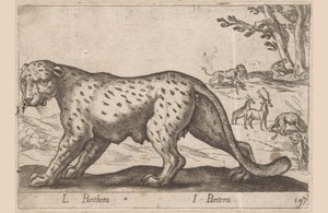 Panter L Panthera/ I Panthera (titel på objekt) Dieren en fablewezens (serietitel) Ny samling af verdens mest nysgerrige dyr (serietitel) af Antonio Tempesta