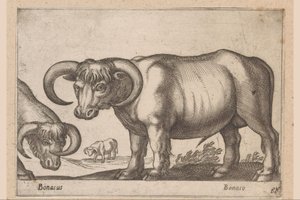 kvæg Bonasus/ Bonaso (titel på objekt) Dyr og mytiske væsner (serietitel) Nova raccolta de li animali piu curiosi del mondo (serietitel) af Antonio Tempesta