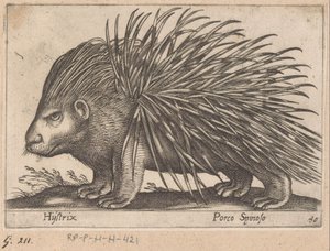 Porcupine Hystrix/ Porco Spinoso (titel på objekt) Dyr og mytiske væsner (serietitel) Nova raccolta de li animali piu curiosi del mondo (serietitel) af Antonio Tempesta
