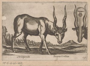 To antiloper Striciperote/kretensisk kvæg (titel på objektet) Dieren en fablewezens (serietitel) Nova raccolta de li animali piu curiosi del mondo (serietitel) af Antonio Tempesta