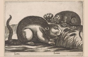 To bisamrotter Lonx/ Lonza (titel på objekt) Dyr og mytiske væsner (serietitel) Nova raccolta de li animali piu curiosi del mondo (serietitel) af Antonio Tempesta