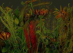  af Antonius Antonius