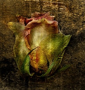  af Antonius Antonius