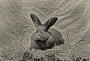  af Antonius Antonius