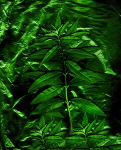  af Antonius Antonius