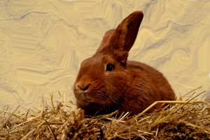  af Antonius Antonius