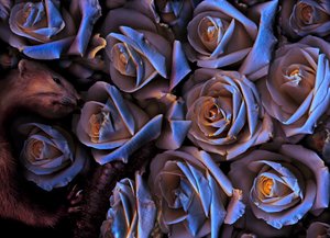  af Antonius Antonius