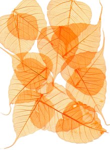  af Antonius Antonius