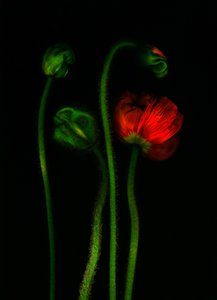  af Antonius Antonius