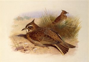 En nakkelærke, britiske fugle af Archibald Thorburn