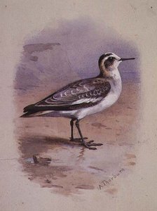 En grå Phalarope (akvarel) af Archibald Thorburn