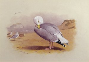 En sildemåge på en strand med Bass Rock Beyond (akvarel) af Archibald Thorburn
