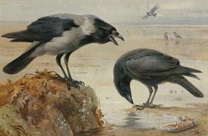 En hættekrage og en ådselkrage af Archibald Thorburn
