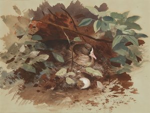 En rugende gås (akvarel på blåt papir) af Archibald Thorburn