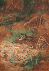 En skovsneppe og kylling i underskov af Archibald Thorburn