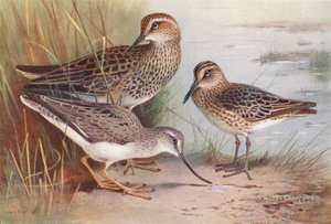 Amerikansk sandspringer, brednæbbet sandspringer, tereksandspringer (farvelitografi) af Archibald Thorburn