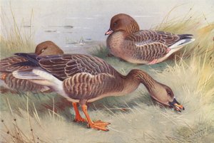 Bønnegås, kortnæbbet gås (farvelitografi) af Archibald Thorburn