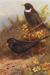 Sort fugl (han og hun), Ring-Ouzel (farvelitografi) af Archibald Thorburn