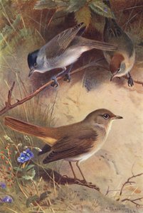Solsort (han og hun), nattergal (farvelitografi) af Archibald Thorburn