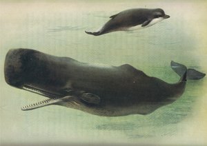 Bottle Nosed Whale and Sperm Whale, fra Thorburns Pattedyr udgivet af Longmans og Co, ca. 1920 af Archibald Thorburn