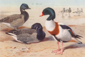 Knortegås, troldand (farvelitografi) af Archibald Thorburn