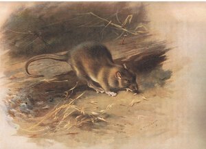 Brown Rat, fra Thorburns Mammals udgivet af Longmans og Co, ca. 1920 af Archibald Thorburn