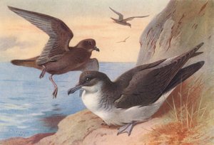 Bulwer-petrel, Manx Shearwater (farvelitografi) af Archibald Thorburn