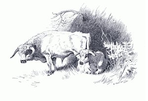Kvæg, fra Thorburn