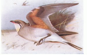Collared Pratincloe, fra Birds of the British Isles and Their Eggs udgivet af Frederick Warne & Co Ltd, 1958