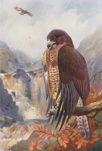 Musvåge (farvelitografi) af Archibald Thorburn