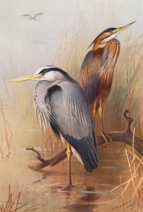 Fiskehejre, purpurhejre (farvelitografi) af Archibald Thorburn