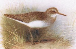 Sandpiper, fra Birds of the British Isles and their Eggs udgivet af Frederick Warne & Co Ltd, 1958