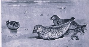 Common Seal, Nature in Britain udgivet af Collins af Archibald Thorburn