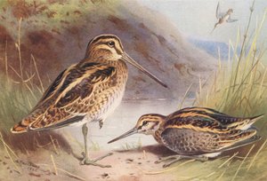 Enkeltbekkasin, dobbeltbekkasin (farvelitografi) af Archibald Thorburn