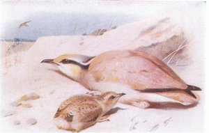Cream Colored Courser, fra Birds of the British Isles and Their Eggs udgivet af Frederick Warne & Co Ltd, 1958
