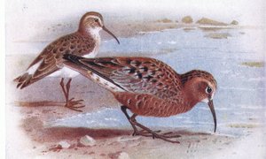 Curlew Sandpiper, fra Birds of the British Isles and Their Eggs udgivet af Frederick Warne & Co Ltd, 1958