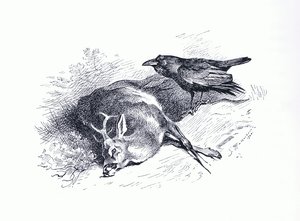 Døde hjorte og ravn, fra Thorburn