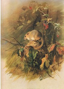 Dormus, fra Thorburns Mammals udgivet af Longmans og Co, ca. 1920 af Archibald Thorburn